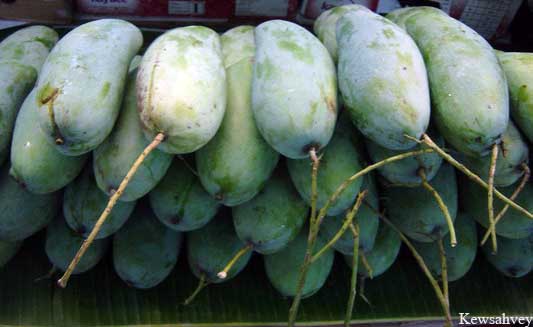 Thai Fresh Mango Exporter Manufacturer and Supplier