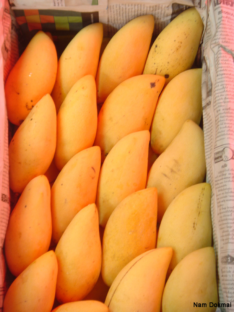 Манго купить озон. Сорт манго Авис. Сорта манго в Тайланде. Сорта тайского манго. Манго сорт Кент.